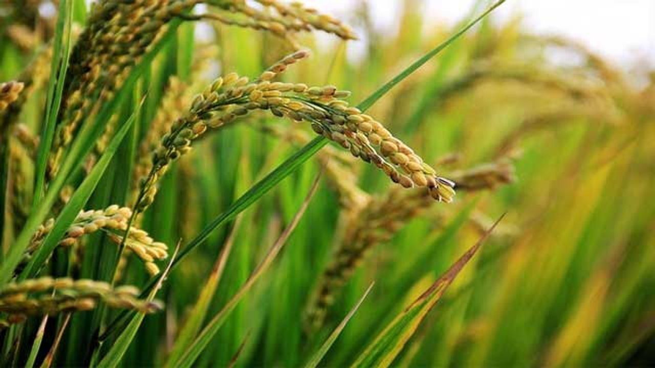 Striving for Better Quality Crops With Novel Spectroscopic Method