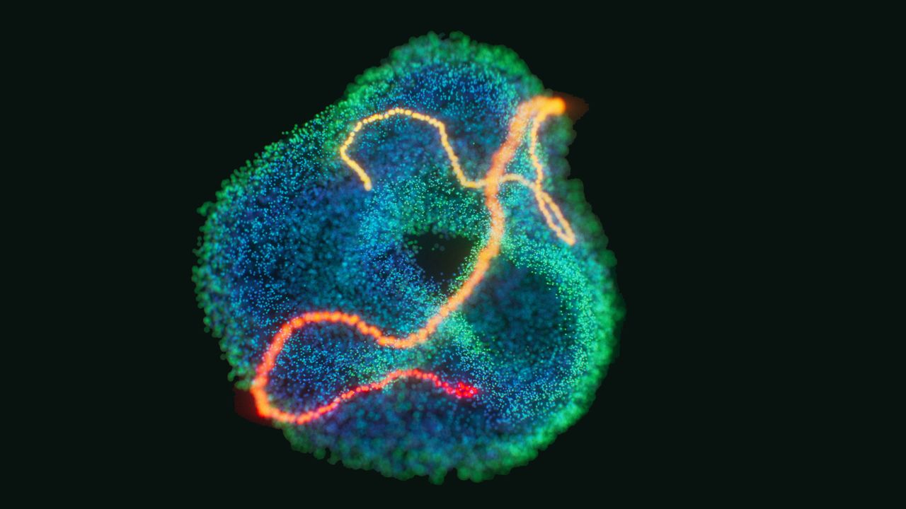 The Brain's Inner Map Is Shaped Like a Donut