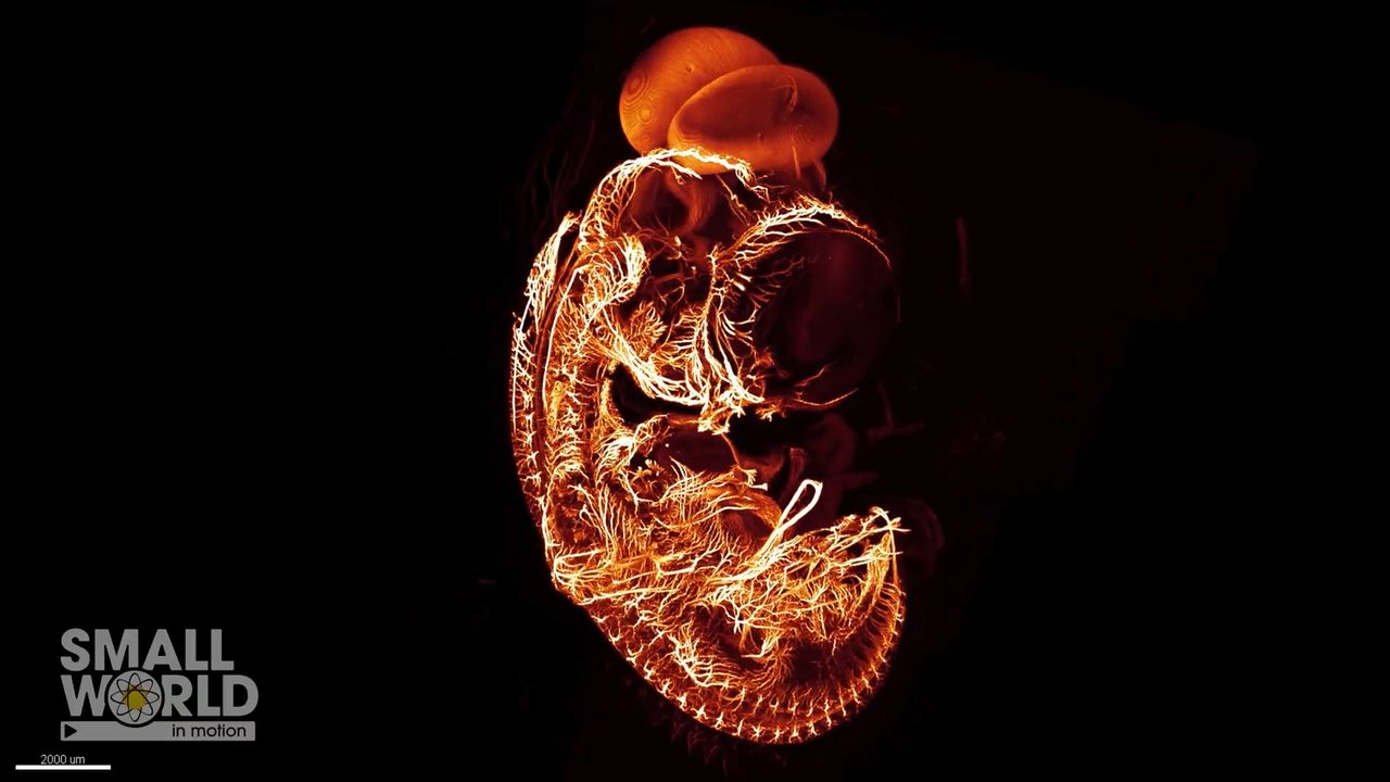 Fly Through the Nervous System of a 7-Day Chicken Embryo