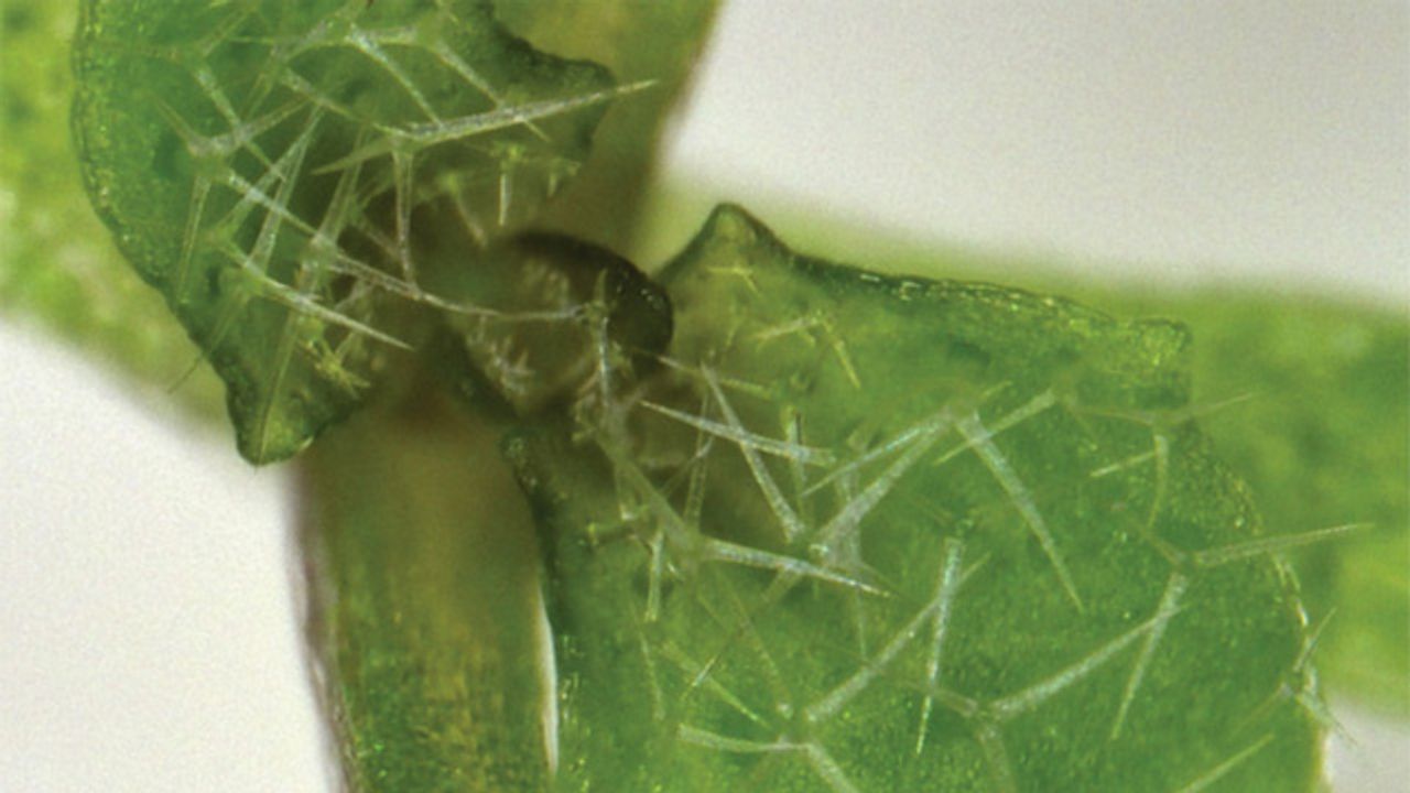 Messenger Protein Passes “Notes” From Cell to Cell in Plants