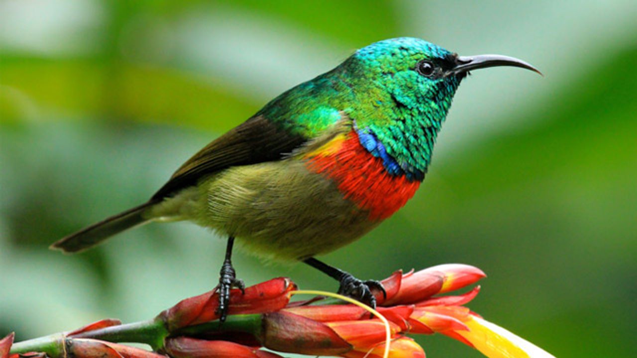 The Bird Species That Sing the Same Tune for Hundreds of Thousands of Years