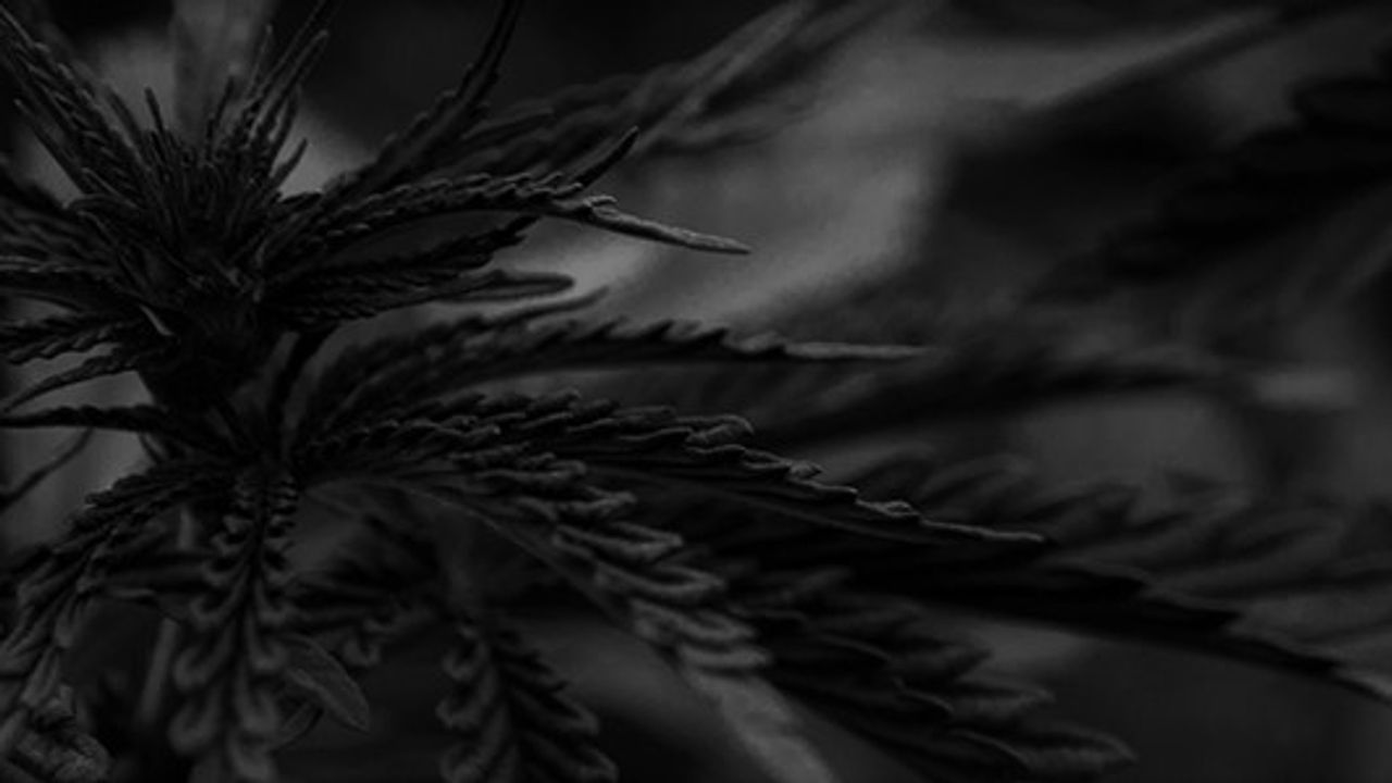 Webinar Series: The Analytical Landscape of Cannabis Testing Session 2: Pesticides by GC-MS/MS