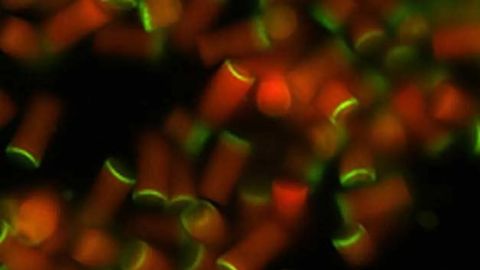 Nanotherapeutic Prevents Spread of Cancer to the Liver in Mice