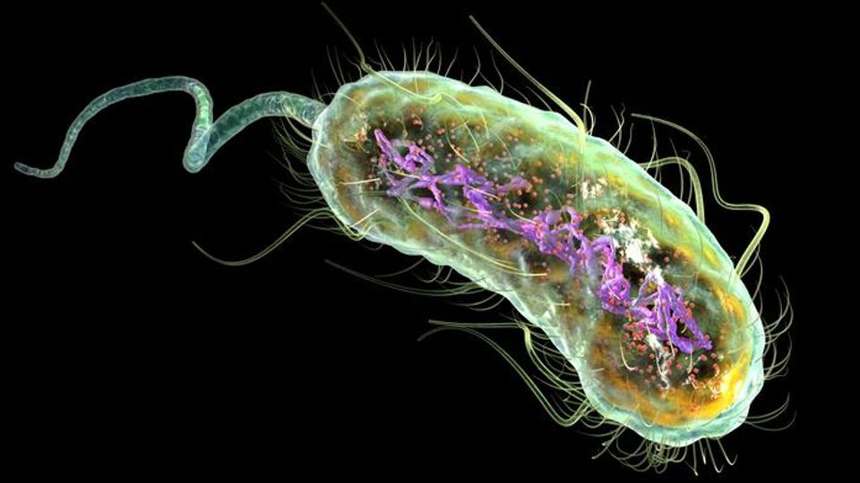 Previously Unnoticed Antibiotic Resistance Gene Discovered in Deadly <i>E. coli</i> content piece image