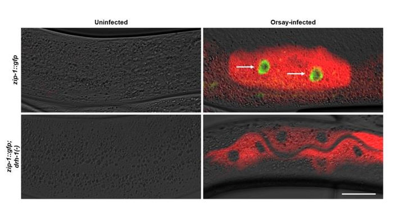 Key Factor Pinpointed in Immune System's Response to Viruses