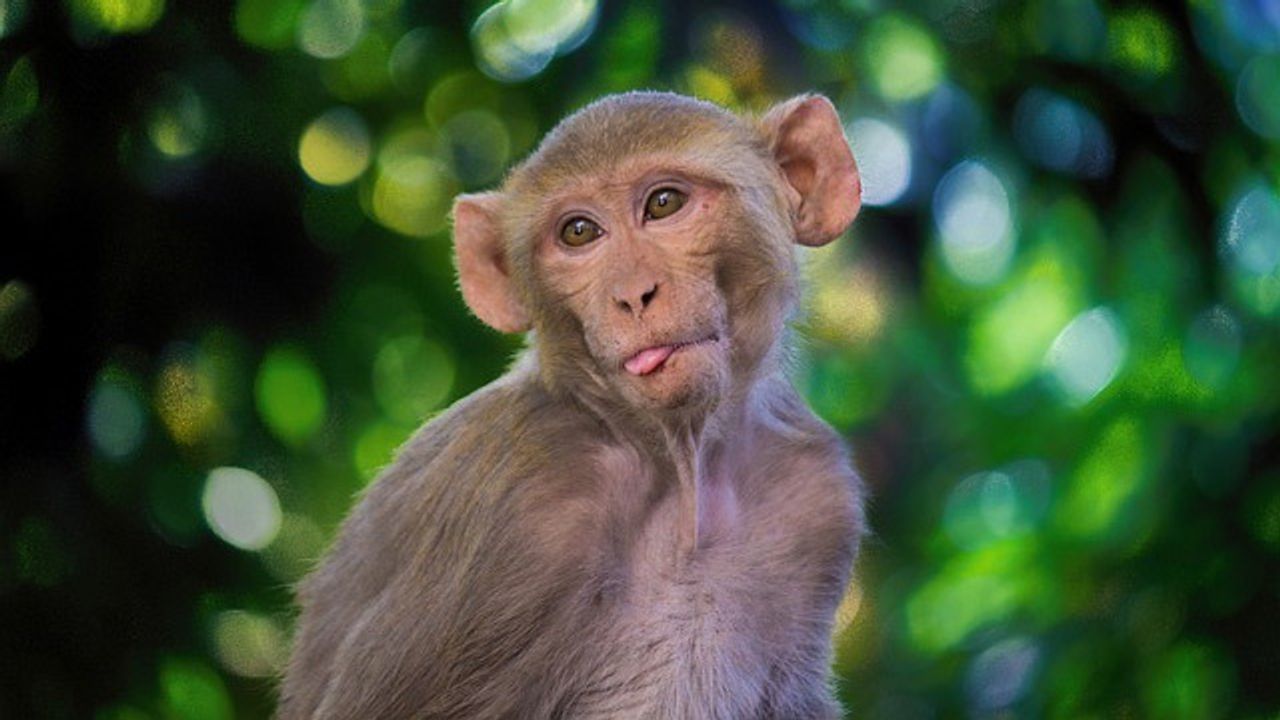 Rhesus Macaque Study Makes Strides Towards a Schistosomiasis Vaccine