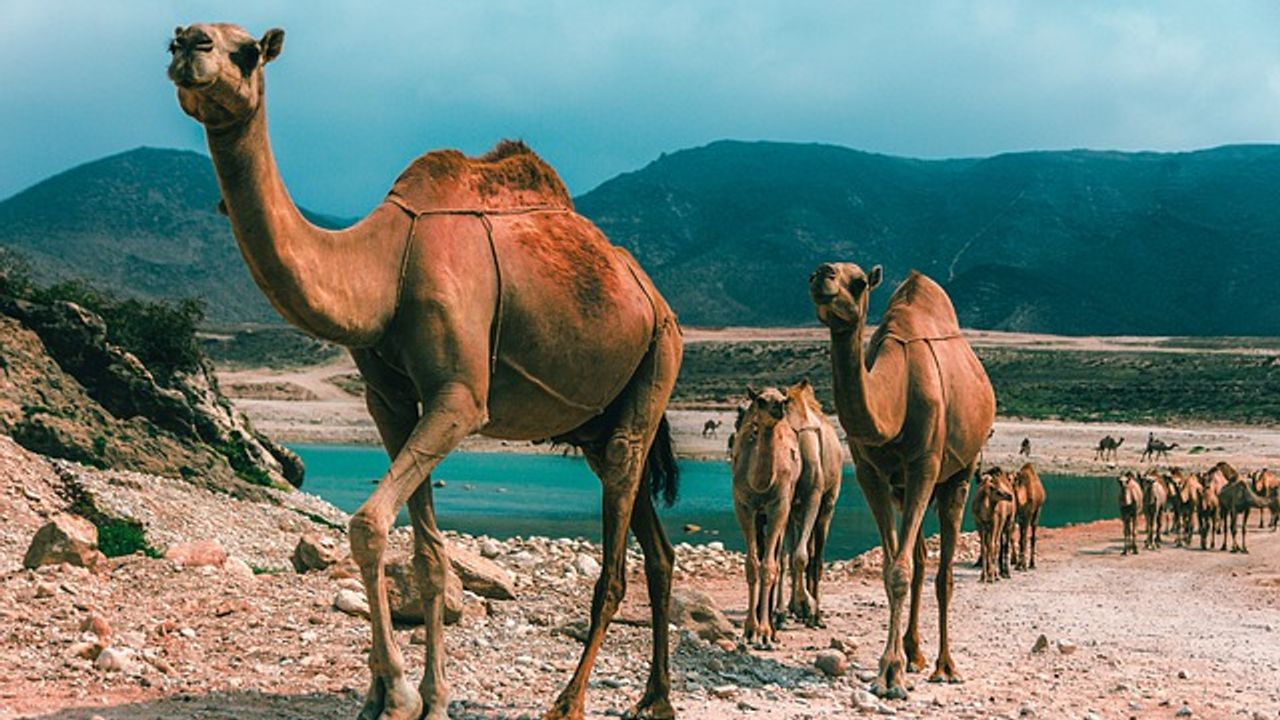 Elaborate Ancient Highways Discovered in Arabia