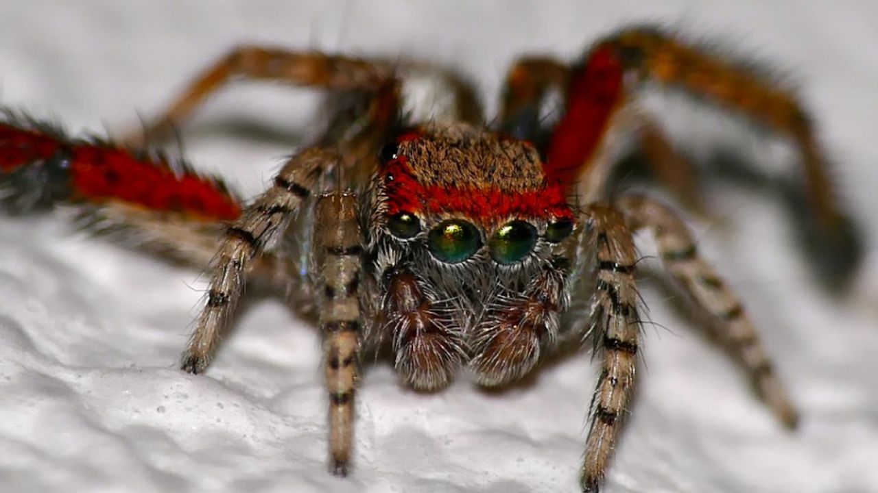 The Mystery of the Colorful But Colorblind Jumping Spider