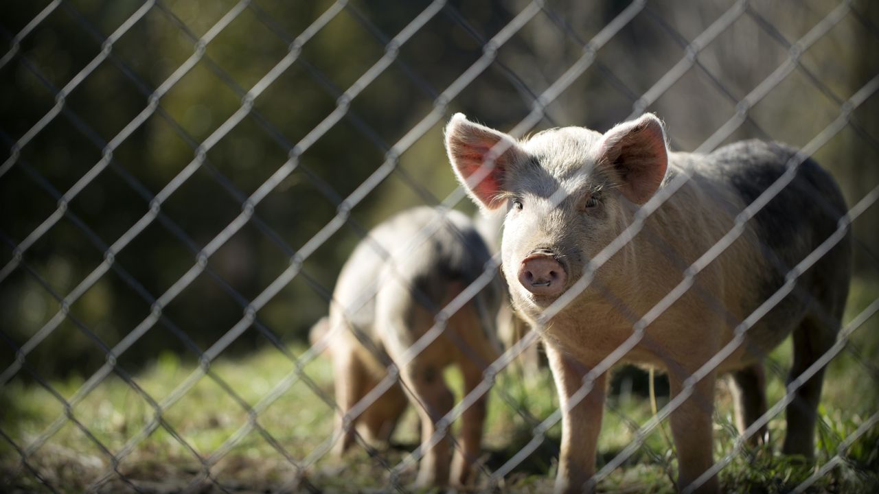 What the World’s First Pig to Human Heart Transplant Could Mean for the Future of Transplants