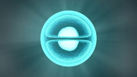 Shared Cell Receptors for Deadly Virus Family Found in Humans and Other Species