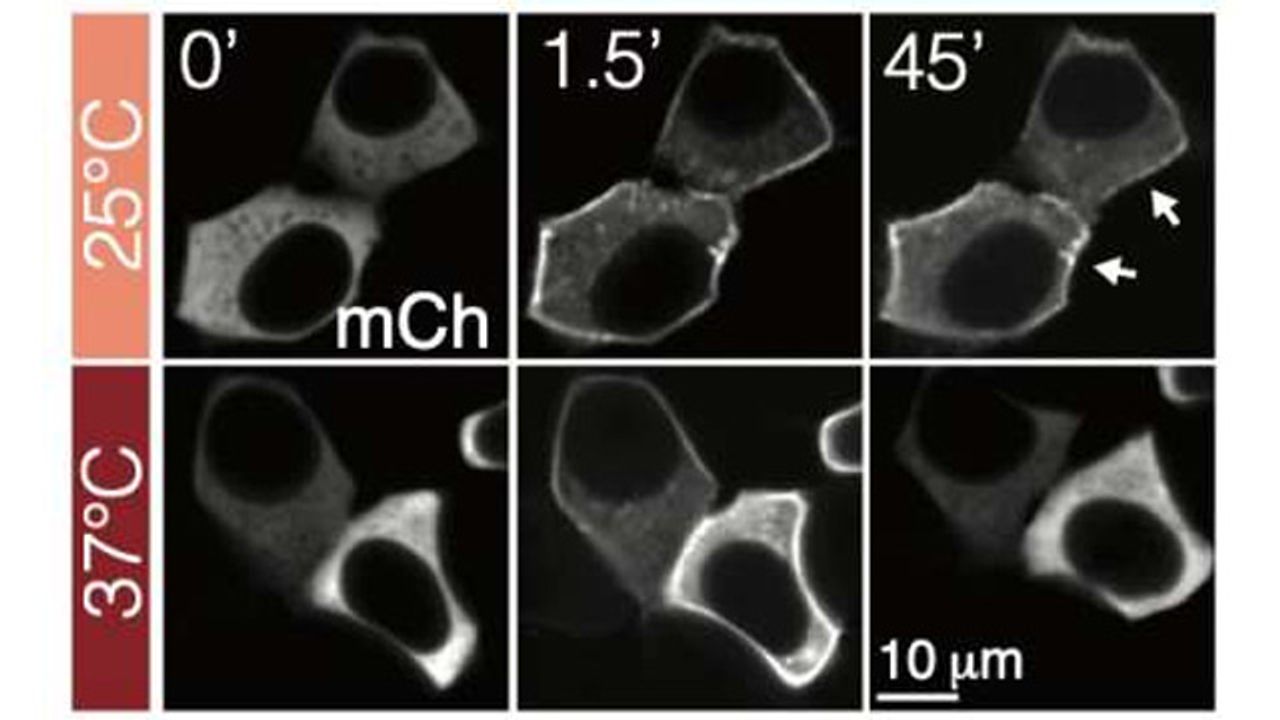 New Type of Optogenetic Protein Can Also Be Controlled by Temperature
