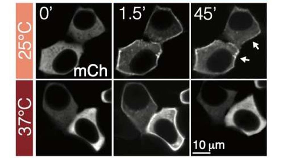 新型Optogenetic蛋白质也可以由温度控制内容块的形象