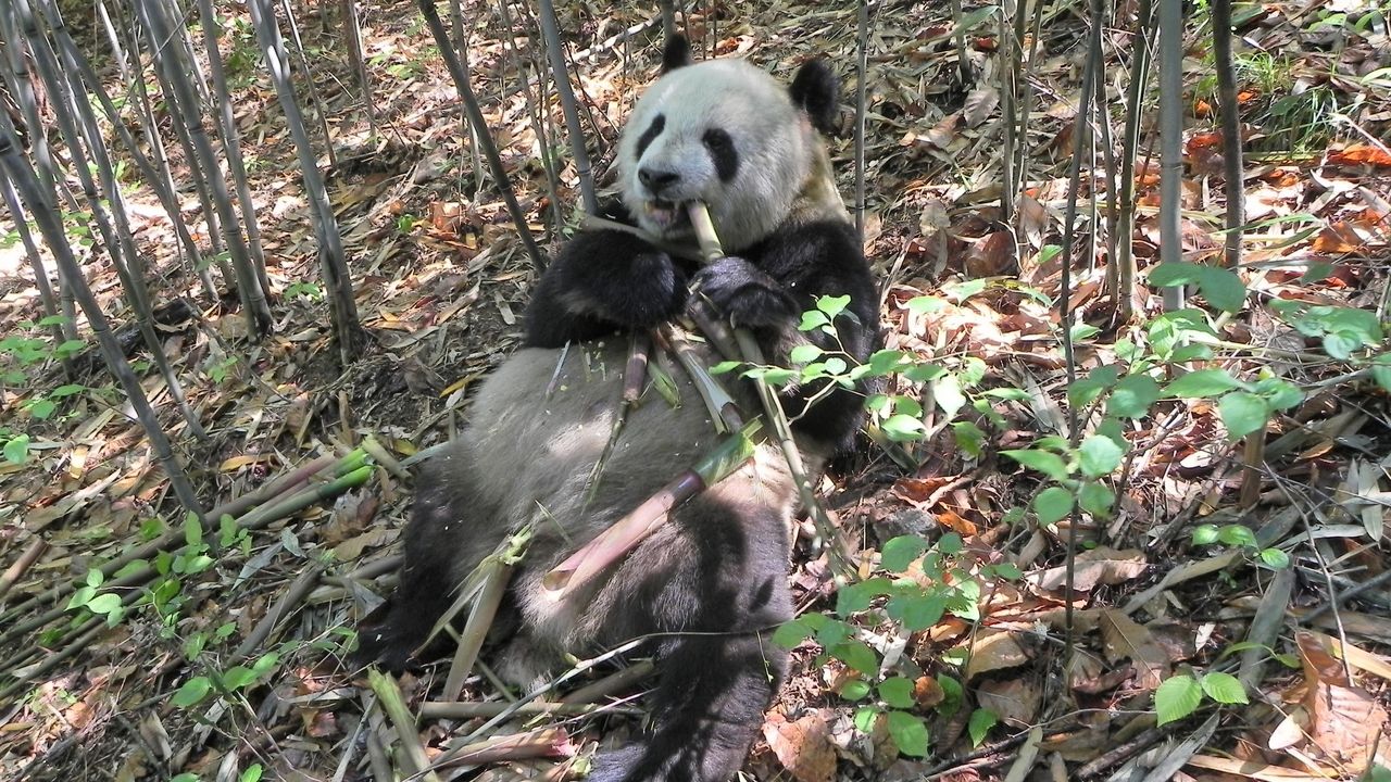 Pandas’ Gut Bacteria May Help Them Fatten Up While Eating Bamboo