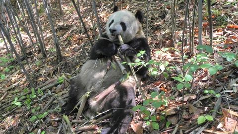 Pandas’ Gut Bacteria May Help Them Fatten Up While Eating Bamboo