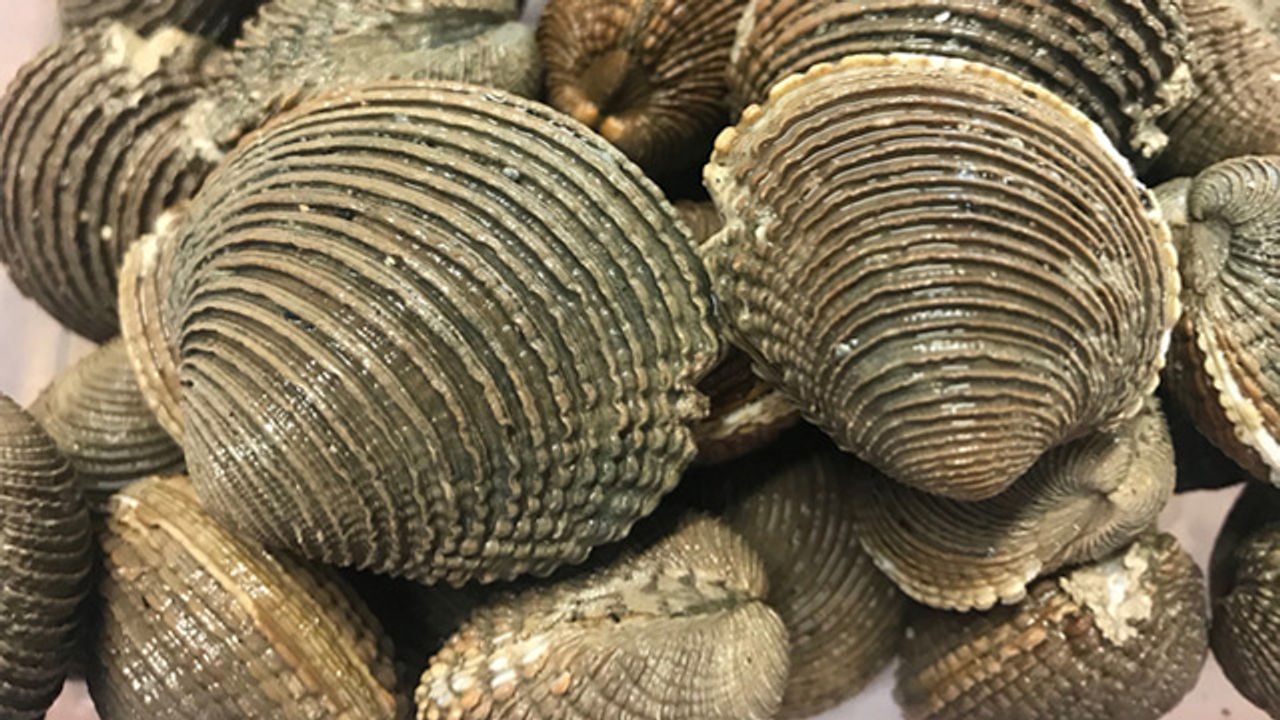 Contagious Blood Cancer Spreads Among Clam Species