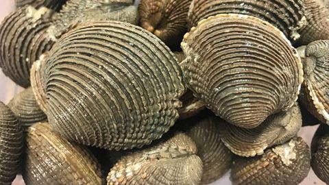 Contagious Blood Cancer Spreads Among Clam Species