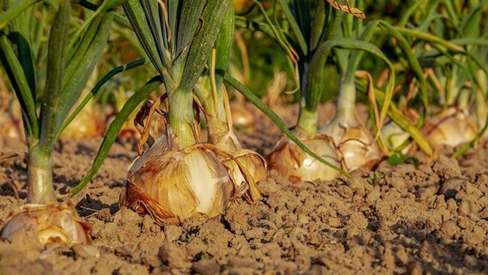 Tackling Salmonella Contamination in Onions content piece image