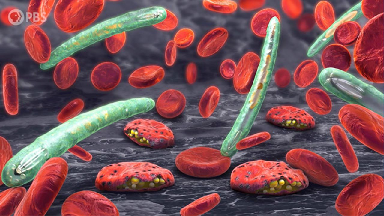How Our Deadliest Parasite Turned to the Dark Side