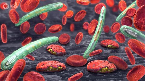 How Our Deadliest Parasite Turned to the Dark Side