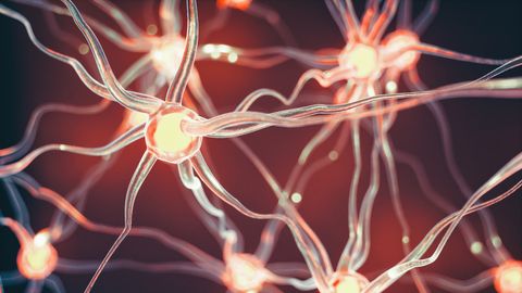 Researchers Harness the Cell Matrix To Repair Nerves in Pre-Clinical Study