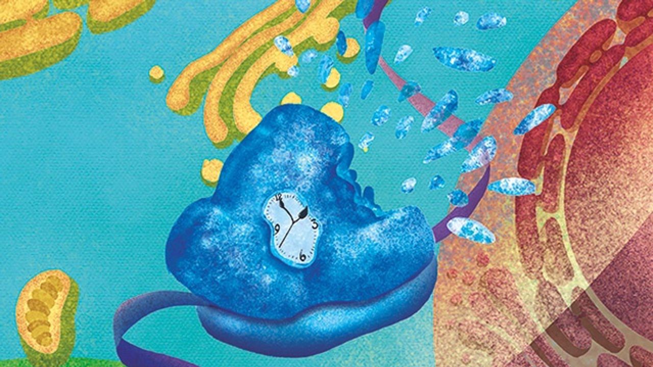The Role of Ribosomes in Age-Related Diseases