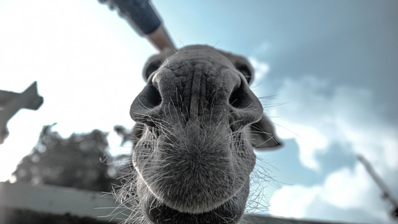 Humidity Sensor Inspired by a Camel's Nose