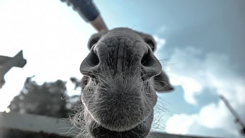 Humidity Sensor Inspired by a Camel's Nose