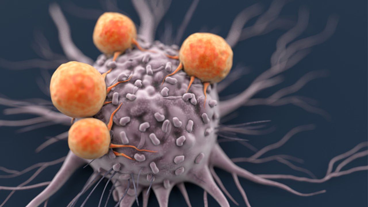 Bilateral Tumor Model Created To Investigate Anticancer T-Cell Responses