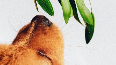 Oestrogen Hormones Help Develop a Sense of Smell, Shows Fish Study