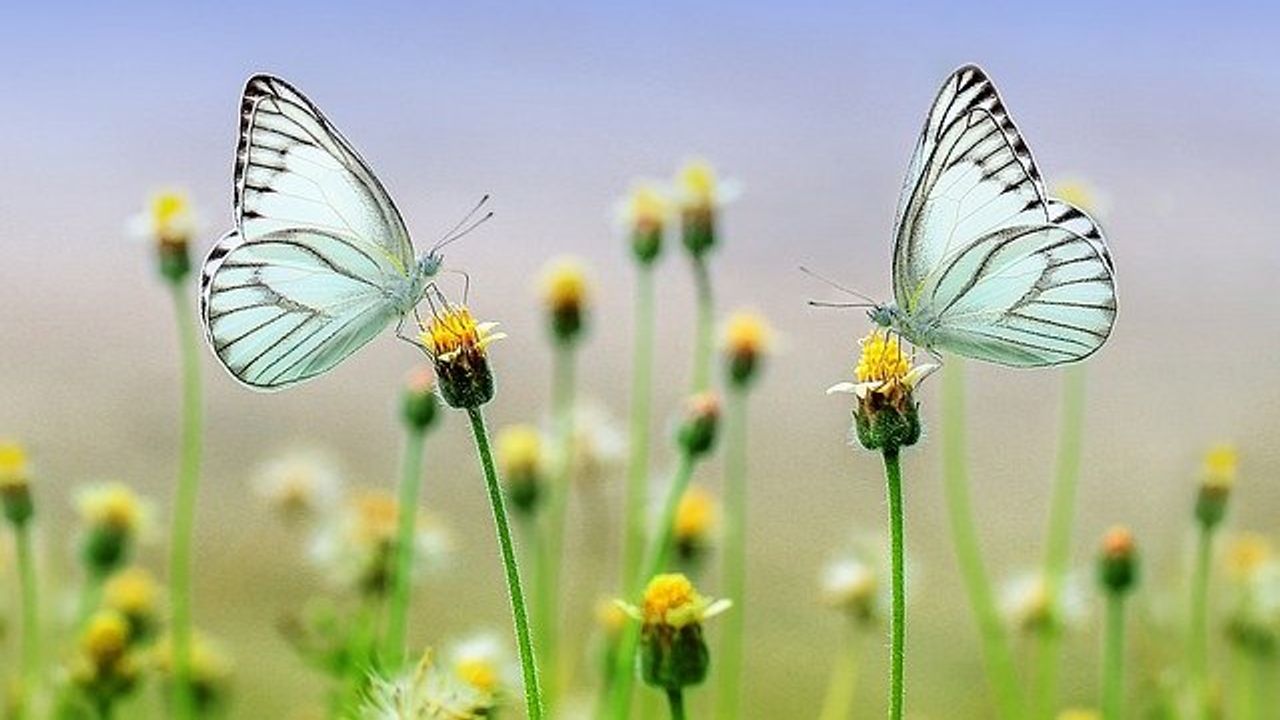 Pollination Reduced As Bees and Butterflies Confused by Air Pollution