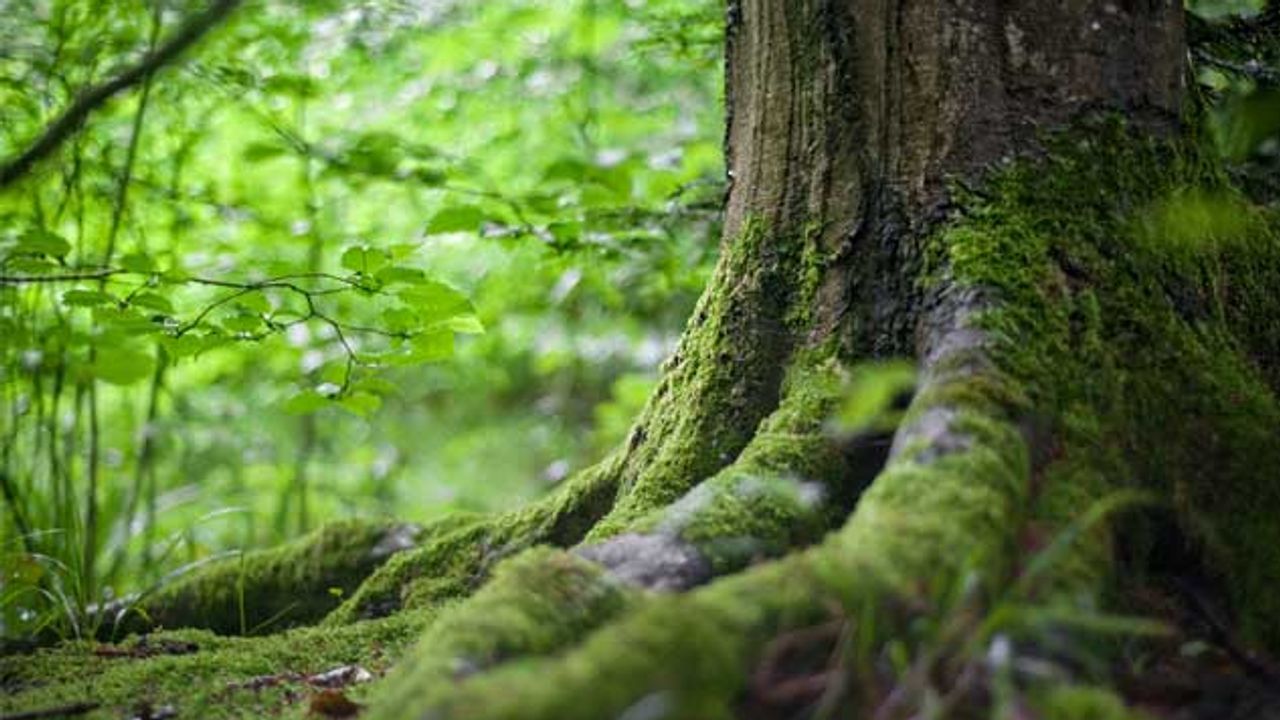 Tracking the Path of Radioactive Cesium Through Fukushima's Ecosystem