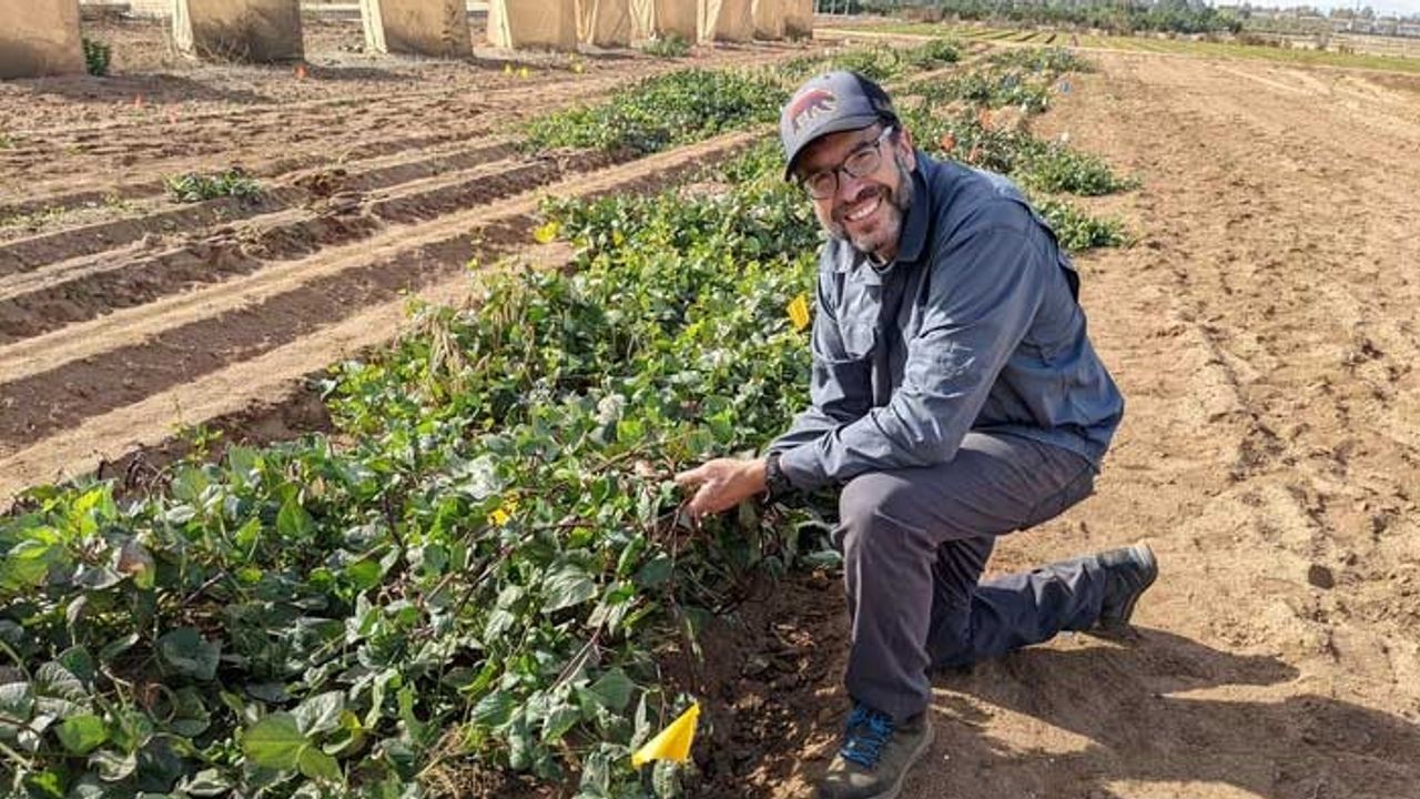 Black Eyed Peas Could Avoid Need for Fertilizer
