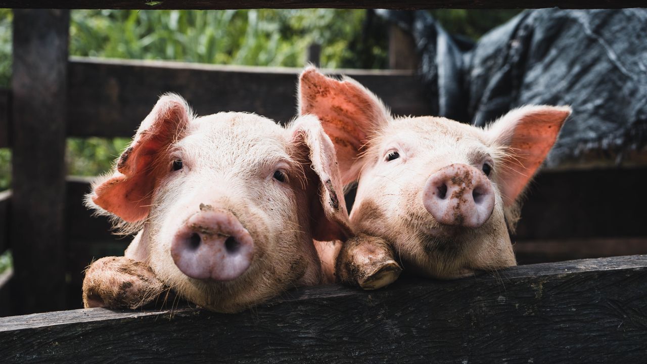 First Clinical-Grade Transplant of Gene-Edited Pig Kidneys Into Brain-Dead Human