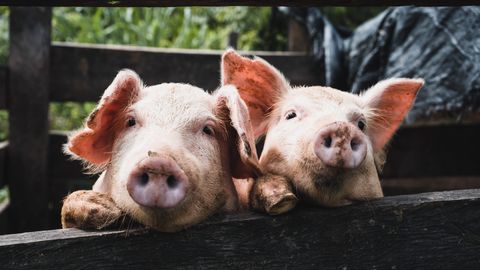 First Clinical-Grade Transplant of Gene-Edited Pig Kidneys Into Brain-Dead Human