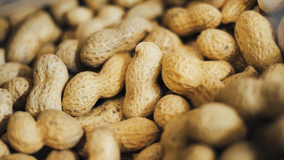 Immunotherapy Induced Peanut Allergy Remission in Some Children content piece image