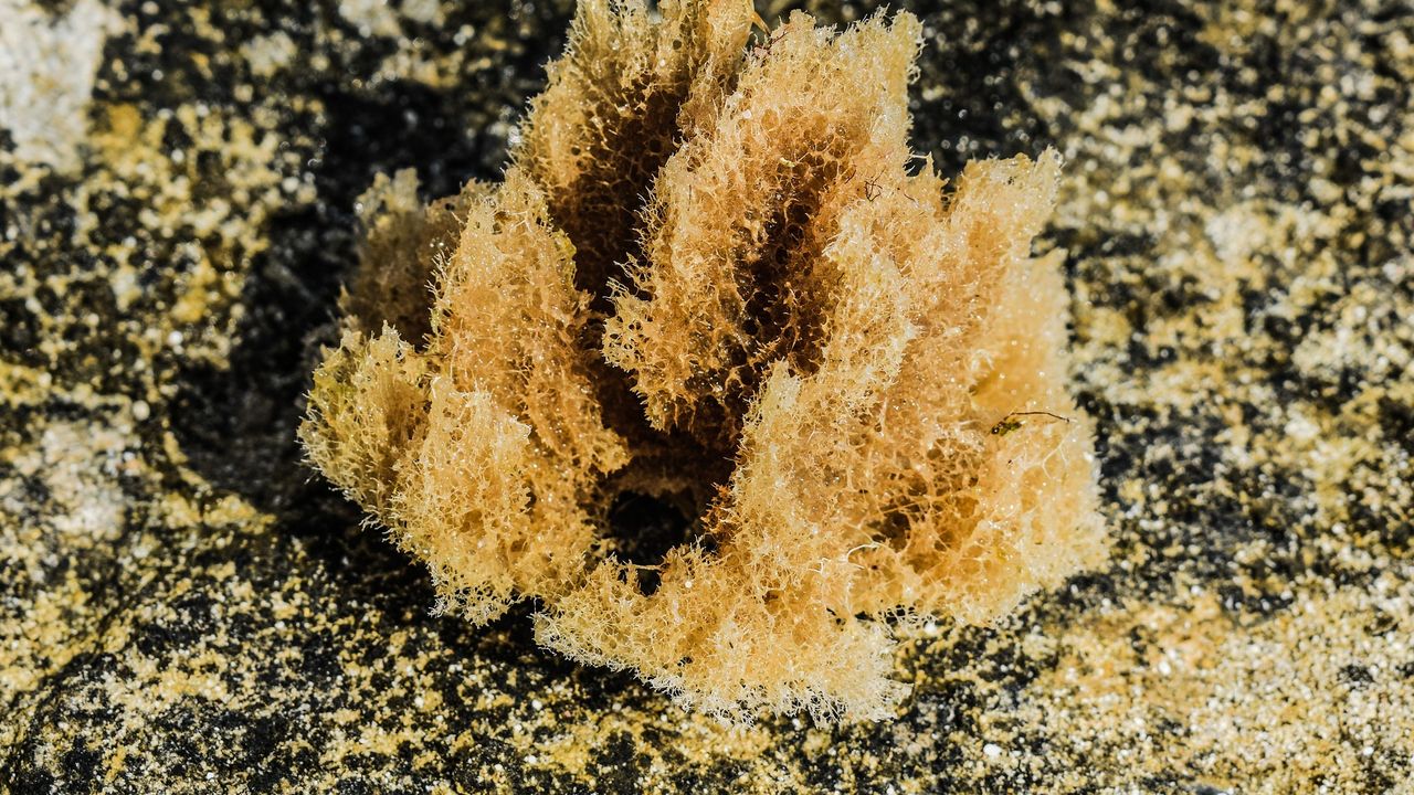 Sponge Cells Successfully Cultured in 3D