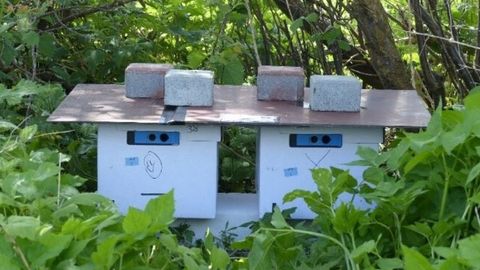 Balanced Diet Helps Pollinators Succeed