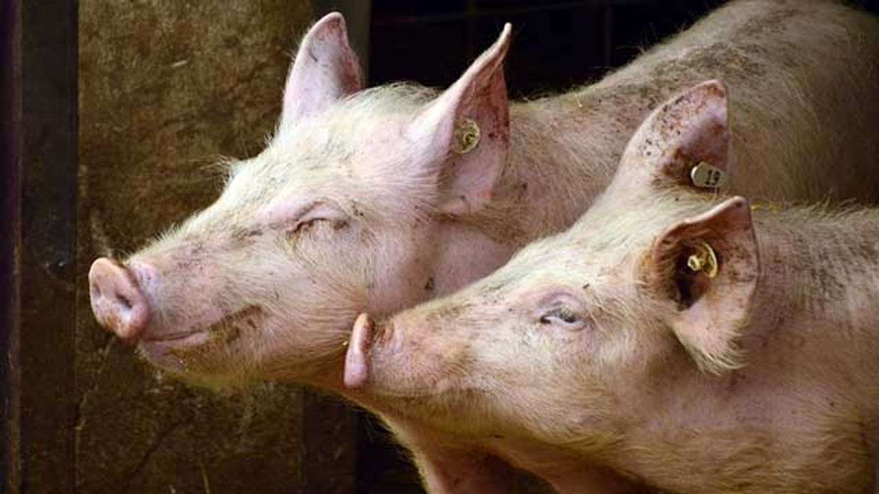 New Insights Into the Cellular Mechanisms That Protect Pigs From SARS-CoV-2