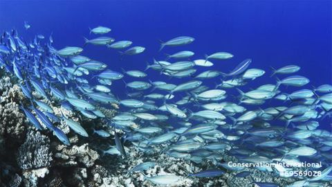 Following the Flow of Fish From Spawning to Supper
