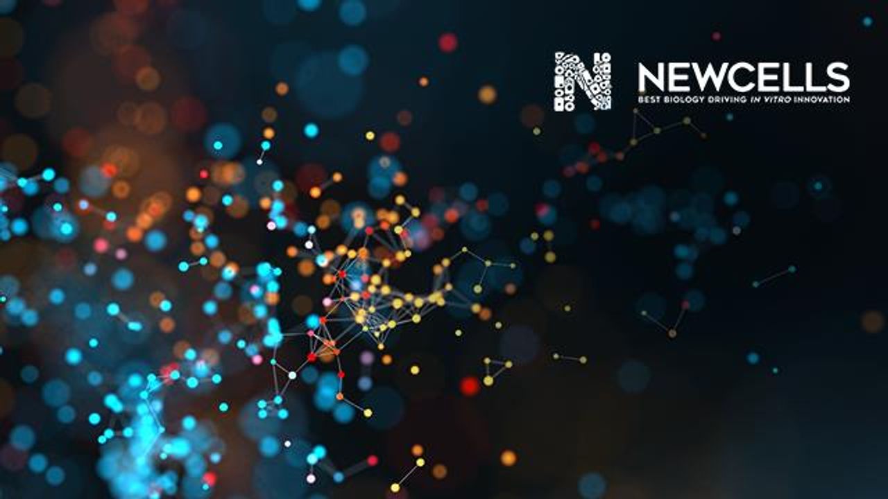 Developing High Content Imaging Assays for Chronic Kidney Disease