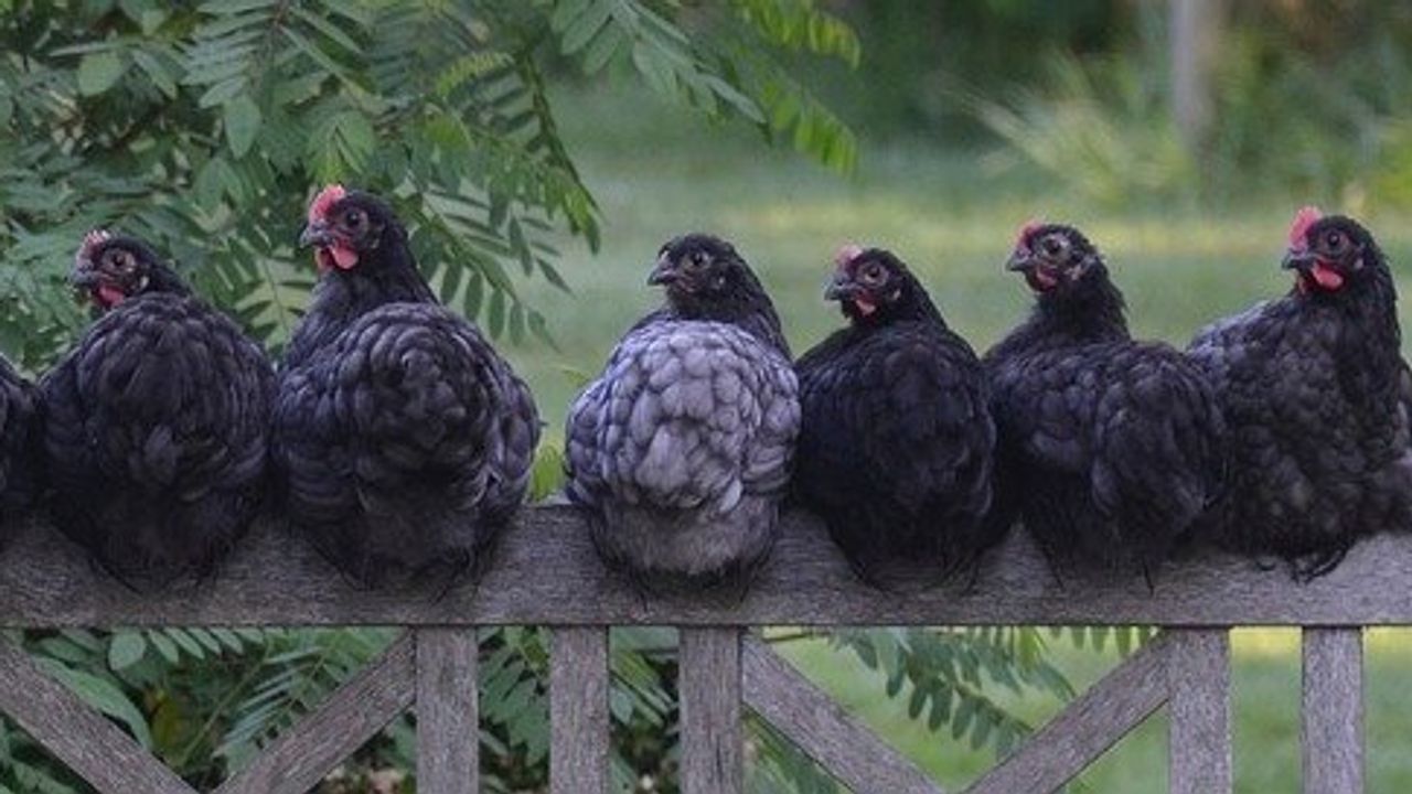 Novel Avian Immunological Pathway Uncovered