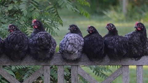 Novel Avian Immunological Pathway Uncovered