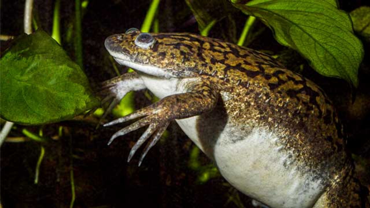 Drug Cocktail Enables Frogs To Regenerate Amputated Limbs