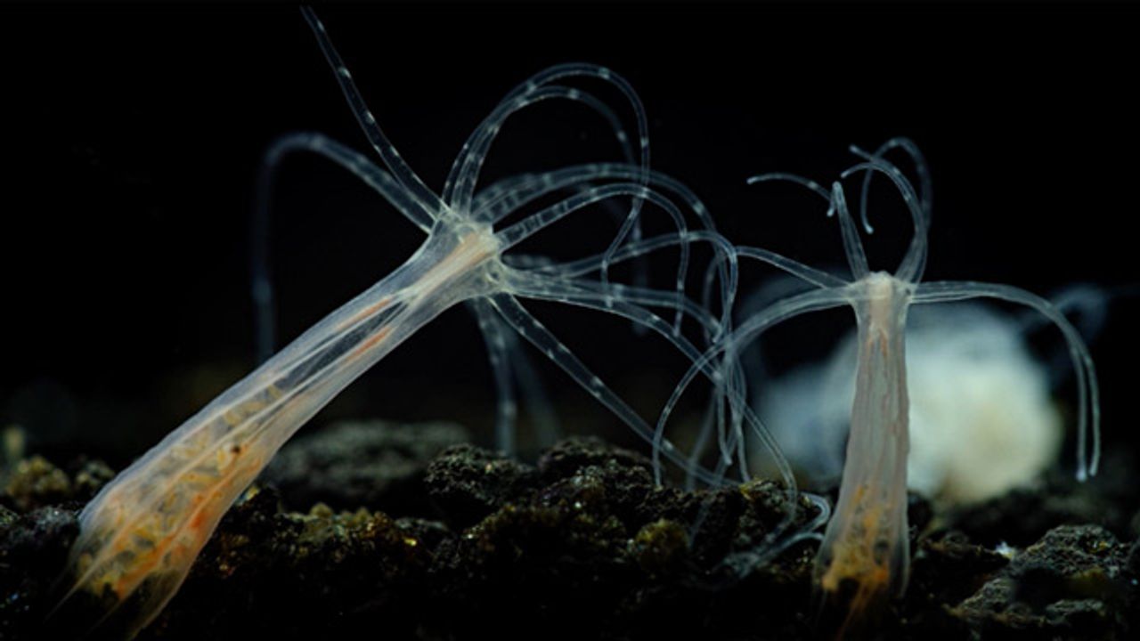 Starlet Sea Anemone <i>Nematostella vectensis</i>