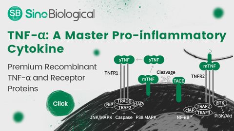 TNF-α: A Master Pro-inflammatory Cytokine