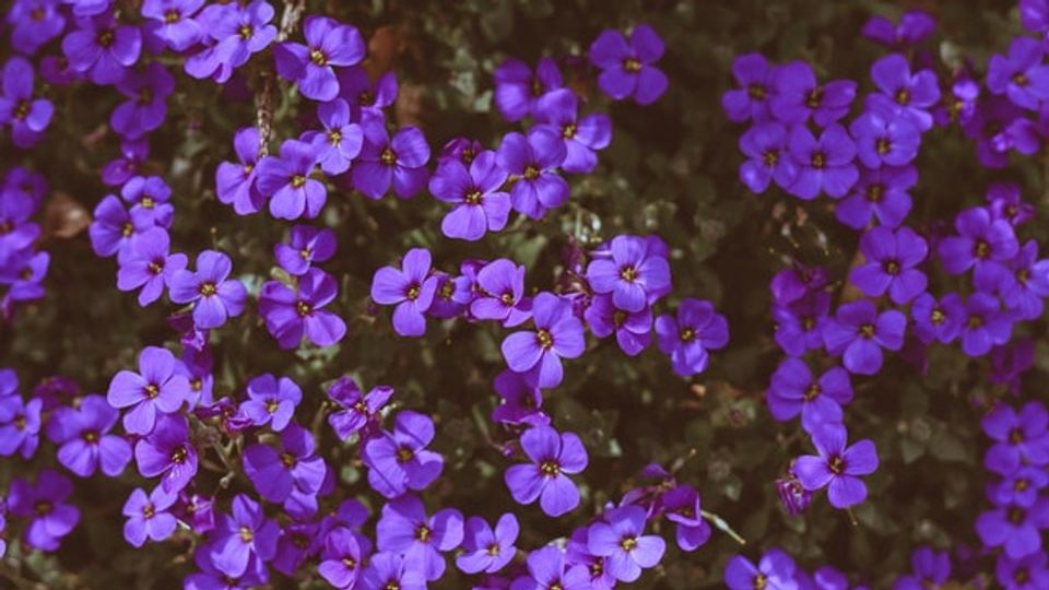 Peptide From Violets May Help To Treat Glioblastoma content piece image