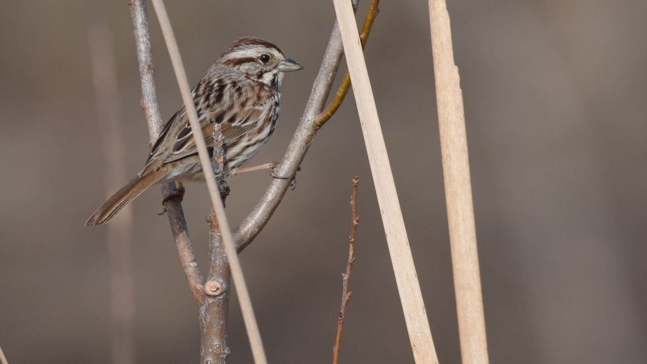 Singing Sparrows Shuffle Their Playlist To Keep Mates Interested