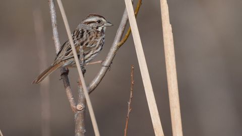 Singing Sparrows Shuffle Their Playlist To Keep Mates Interested