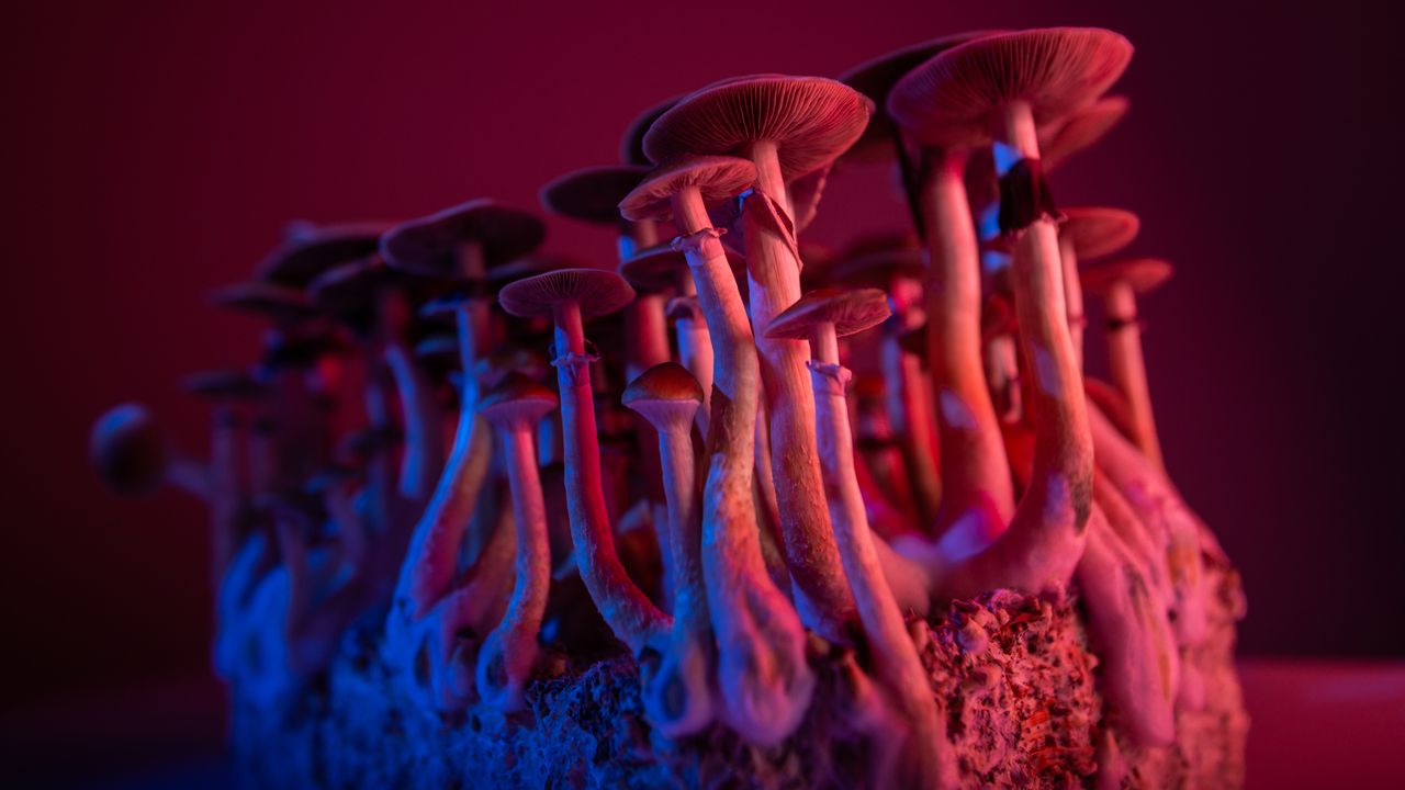 Antidepressant Psychedelics Could Be Separated From Hallucinations, Suggest Crystal Structure Researchers