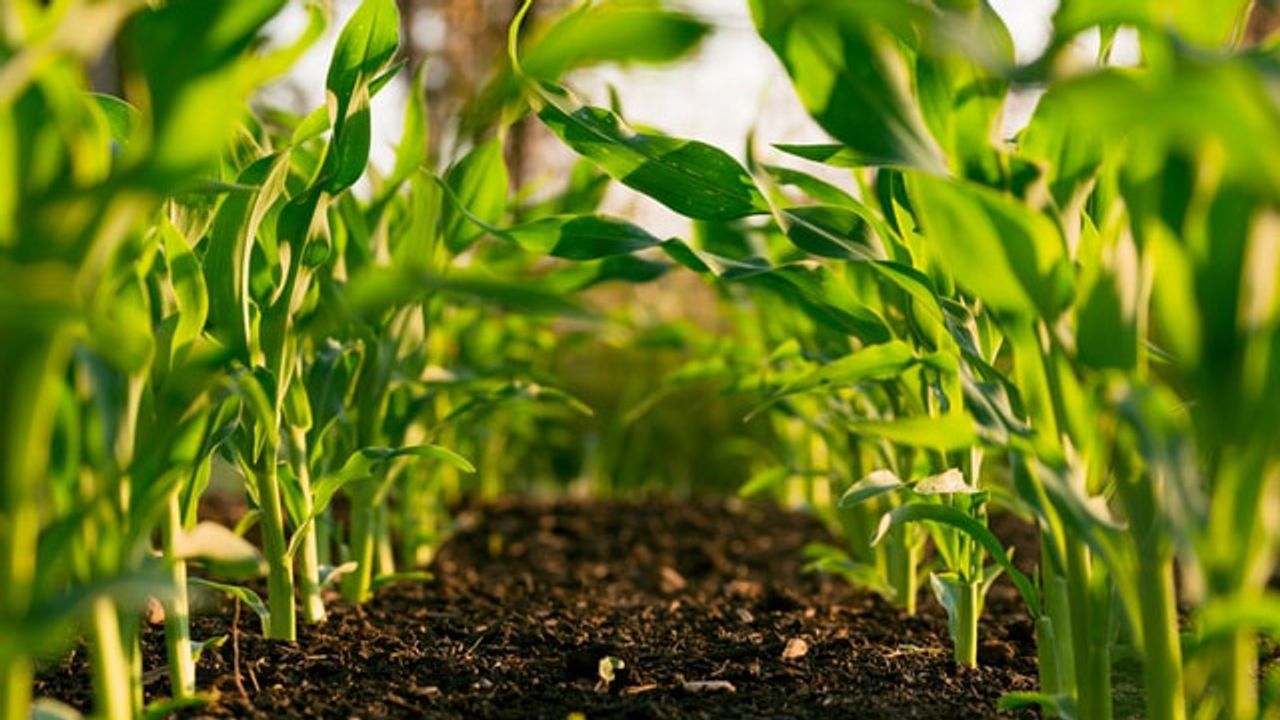 Capturing Microbes in Soil and Plants With Custom Microscope